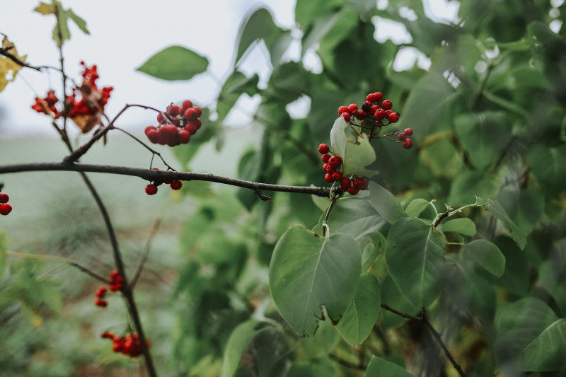 kaboompics_Red rowan on trees.jpg 方案配图,色彩意境,绿色,