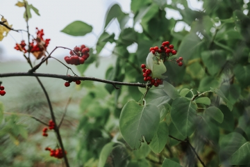 绿色 kaboompics_Red rowan on trees.jpg