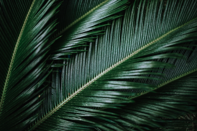 kaboompics_Sago Palm.jpg 方案配图,色彩意境,绿色,