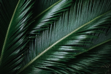 绿色 kaboompics_Sago Palm.jpg