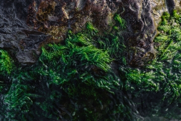 绿色 kaboompics_Seaweed covering a rocky beach.jpg