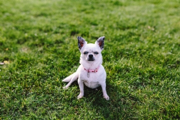 绿色 kaboompics_Small dogs on the grass.jpg