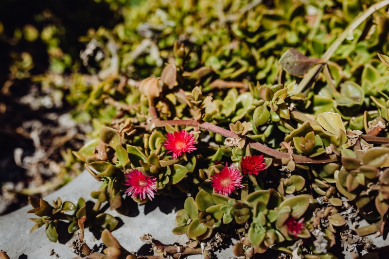 kaboompics_Succulent plant with red flowers.jpg 方案配图,色彩意境,绿色,