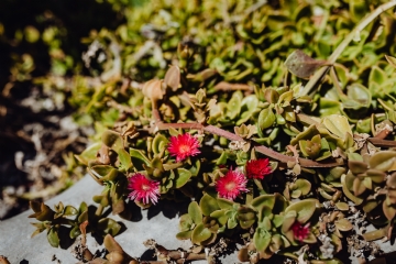 绿色 kaboompics_Succulent plant with red flowers.jpg