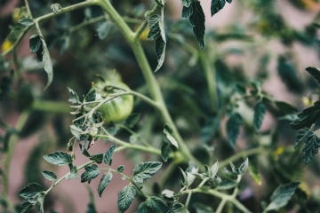 绿色 kaboompics_Tomatoes Plant.jpg