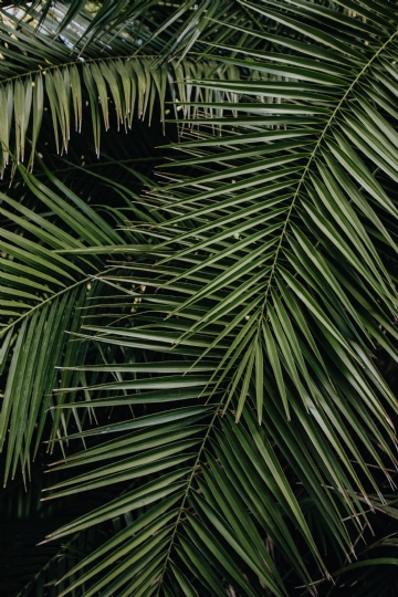 绿色 kaboompics_Tropical palm leaves, floral pattern background.jpg