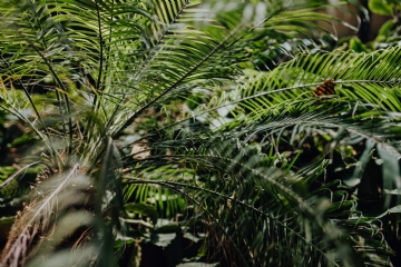 绿色 kaboompics_Tropical palm trees in a botanical garden.jpg