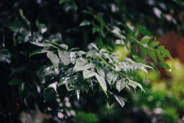 绿色 kaboompics_Wet garden leaves.jpg