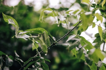 绿色 kaboompics_Wet garden leaves-2.jpg