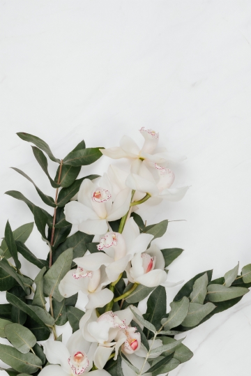 绿色 kaboompics_White Cymbidium Orchid flower with eucalyptus on marble.jpg