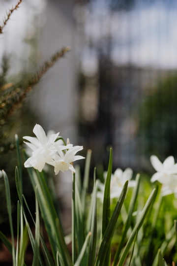 绿色 kaboompics_White daffodil.jpg