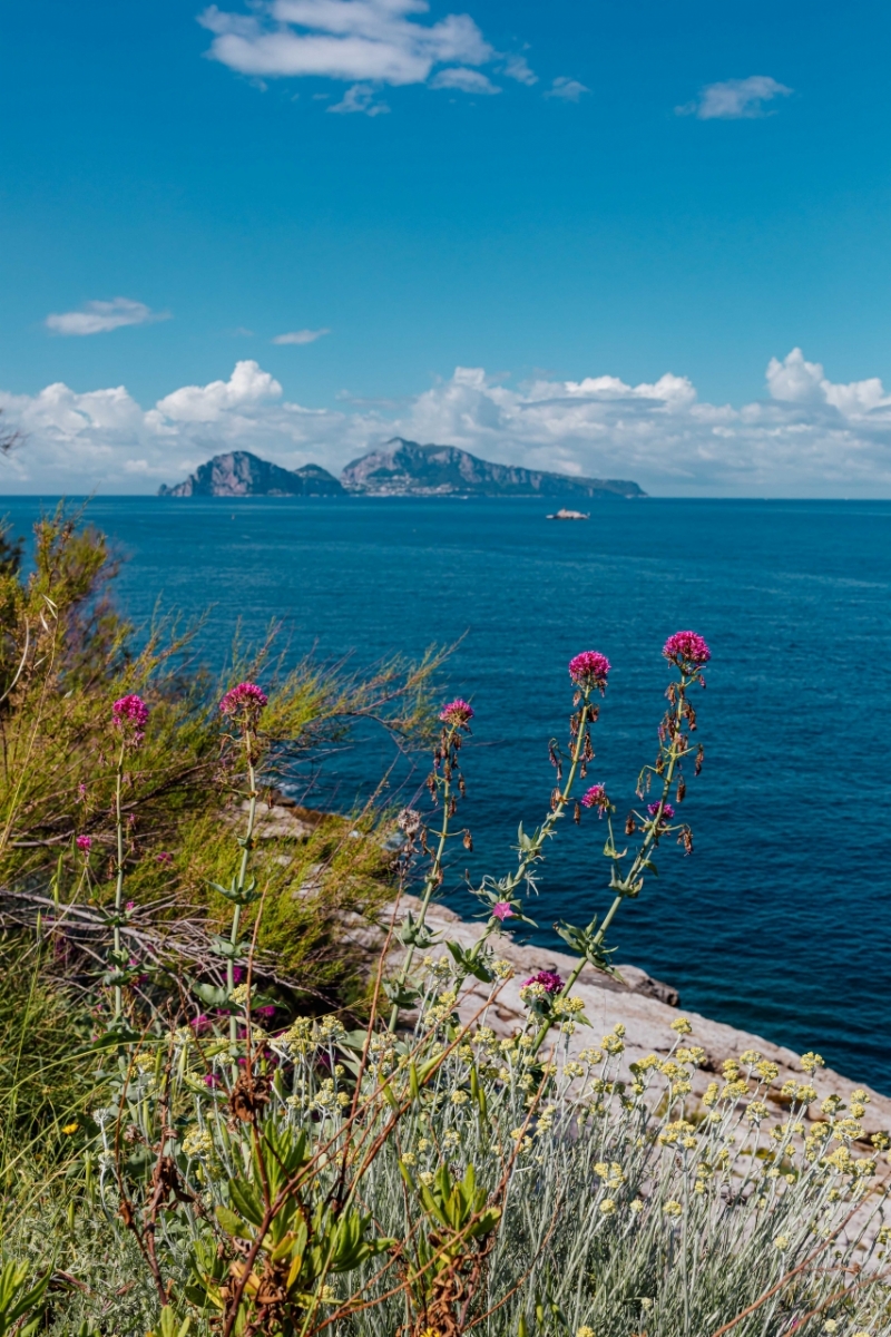 kaboompics_Wild flowers from Amalfi Coast-2.jpg 方案配图,色彩意境,绿色,