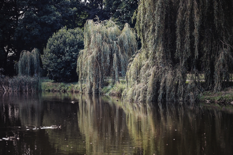 kaboompics_Willow that grow along the river.jpg 方案配图,色彩意境,绿色,