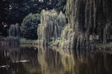 绿色 kaboompics_Willow that grow along the river.jpg