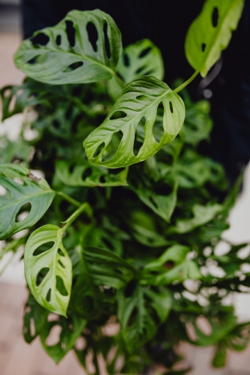 绿色 kaboompics_Window-leaf Monstera or Monstera obliqua.jpg