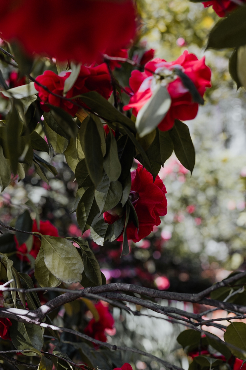 kaboompics_A beautiful blooming red rose in Madrid Botanic Garden.jpg 方案配图,色彩意境,红色,