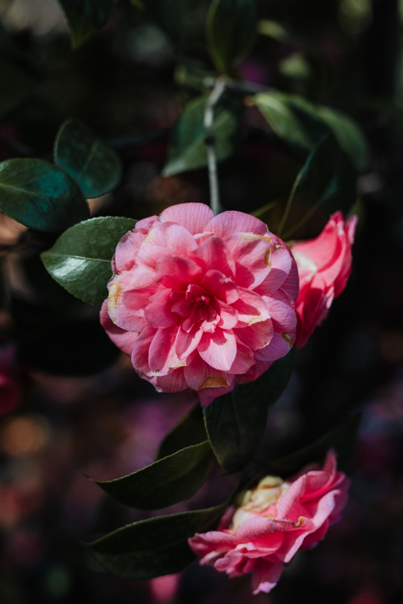 kaboompics_A beautiful blooming rose in Madrid Botanic Garden.jpg 方案配图,色彩意境,红色,