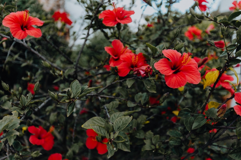 kaboompics_A red hibiscus flowers.jpg 方案配图,色彩意境,红色,