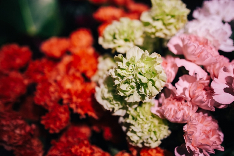 kaboompics_Close-ups of flowers-2.jpg 方案配图,色彩意境,红色,