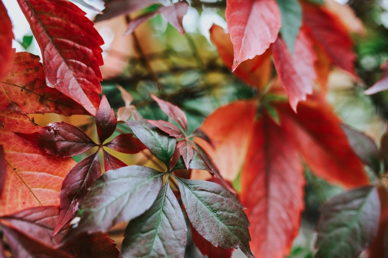 kaboompics_Close-ups of leaves.jpg 方案配图,色彩意境,红色,