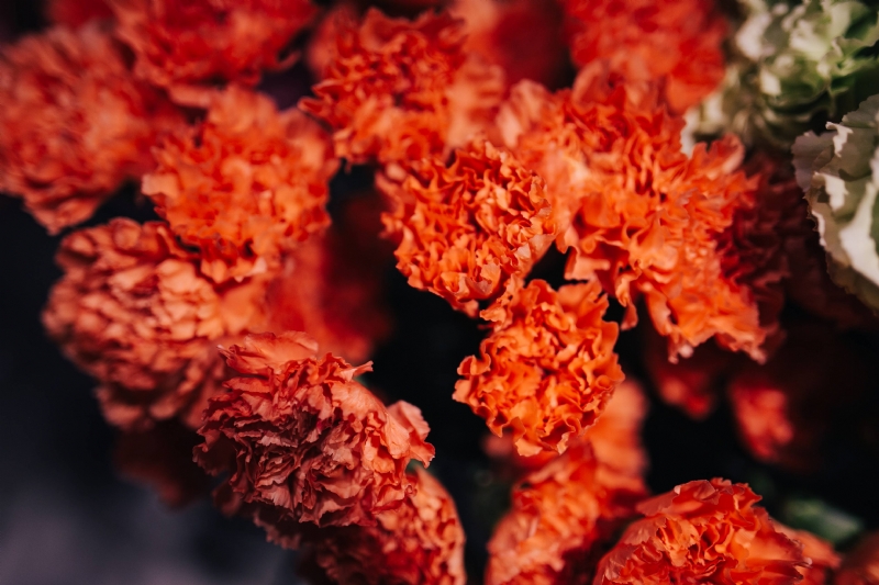 kaboompics_Close-ups of red flowers.jpg 方案配图,色彩意境,红色,