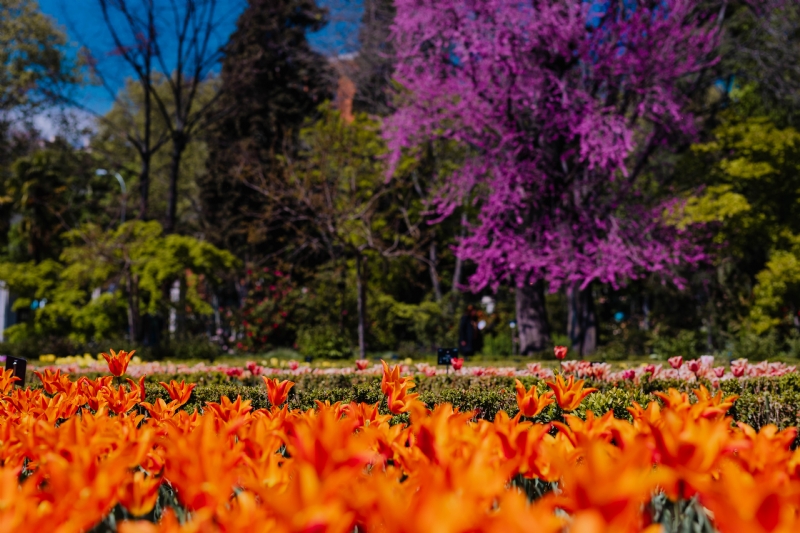 kaboompics_Orange tulips flowers & blossoming Jacaranda mimosifolia tree.jpg 方案配图,色彩意境,红色,