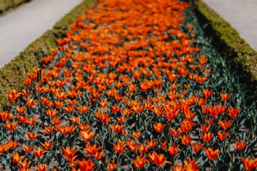 红色 kaboompics_Orange tulips flowers-2.jpg