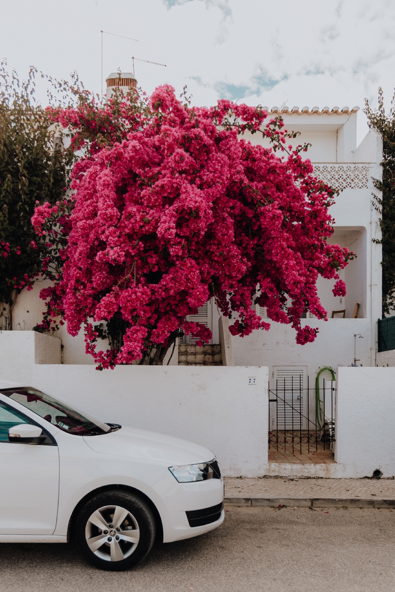 kaboompics_Pink bougainvillea flowers against the traditional Portuguese white house.jpg 方案配图,色彩意境,红色,