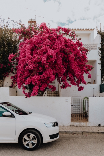 红色 kaboompics_Pink bougainvillea flowers against the traditional Portuguese white house.jpg