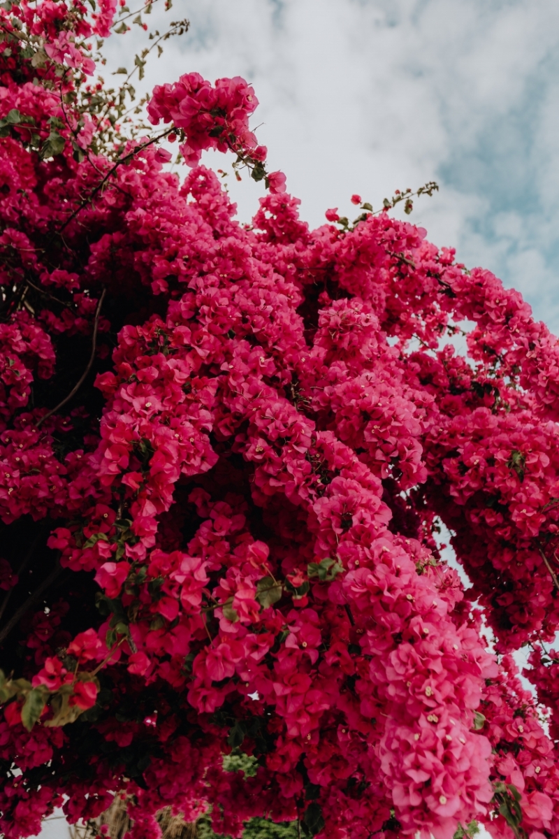 kaboompics_Pink bougainvillea flowers against the traditional Portuguese white house-2.jpg 方案配图,色彩意境,红色,