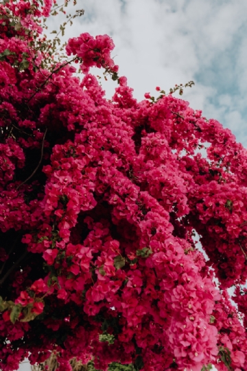 红色 kaboompics_Pink bougainvillea flowers against the traditional Portuguese white house-2.jpg