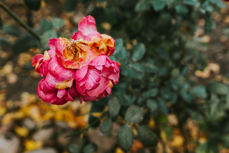 kaboompics_Pink flower in an autumn garden.jpg 方案配图,色彩意境,红色,