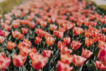 红色 kaboompics_Pink tulips flowers.jpg