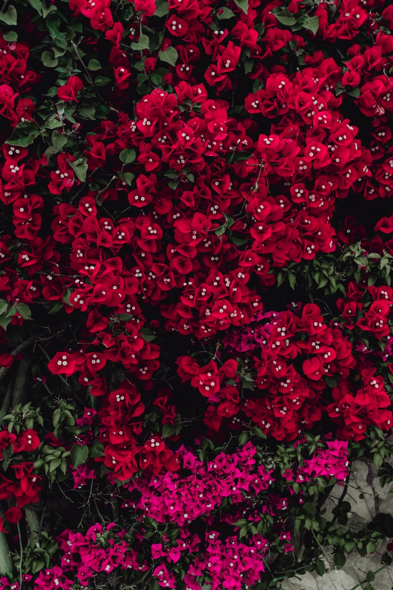 kaboompics_Red flowers of bougainvillea tree, Portugal.jpg 方案配图,色彩意境,红色,