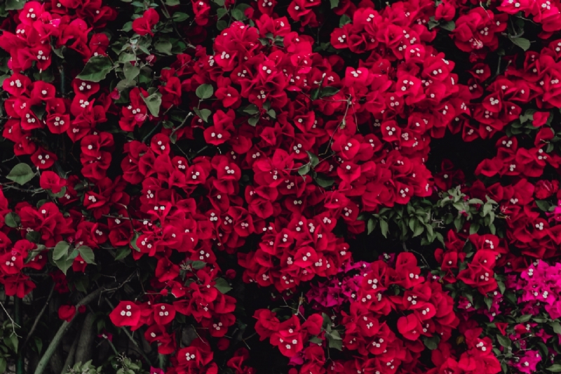 kaboompics_Red flowers of bougainvillea tree, Portugal-2.jpg 方案配图,色彩意境,红色,