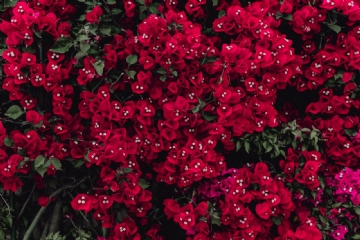 红色 kaboompics_Red flowers of bougainvillea tree, Portugal-2.jpg