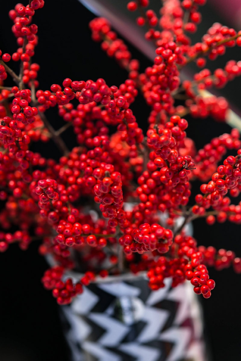 kaboompics_Red rowan in a black-and-white pot.jpg 方案配图,色彩意境,红色,