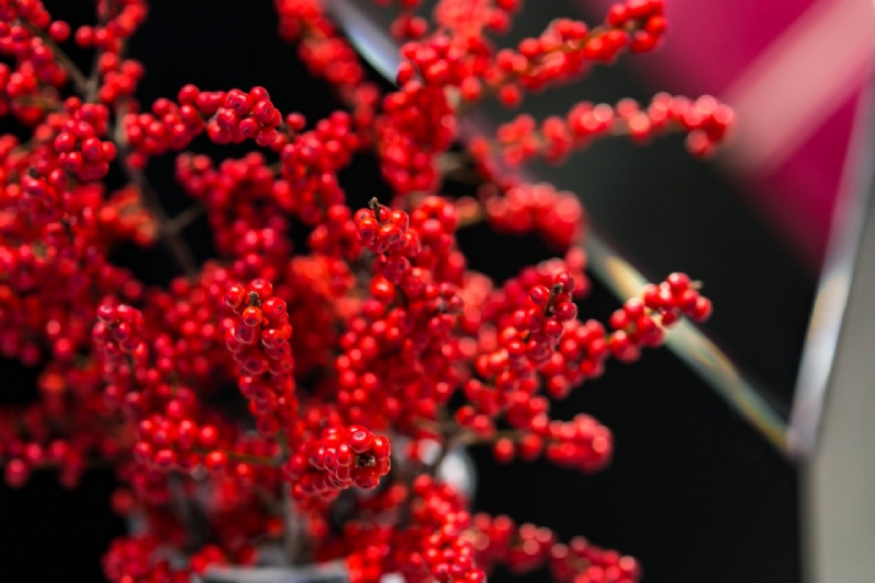 kaboompics_Red rowan in a black-and-white pot-2.jpg 方案配图,色彩意境,红色,