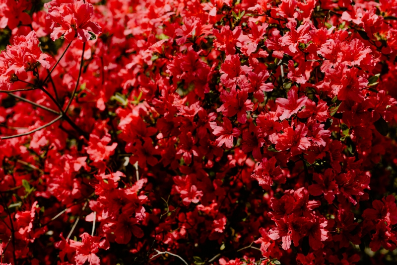 kaboompics_Red tiny flowers on the bush.jpg 方案配图,色彩意境,红色,