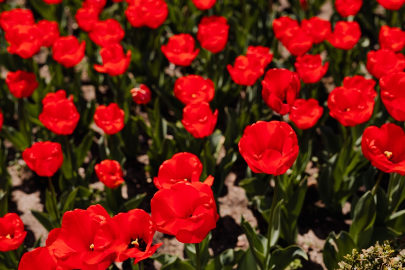 kaboompics_Red tulips flowers.jpg 方案配图,色彩意境,红色,