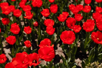 红色 kaboompics_Red tulips flowers.jpg