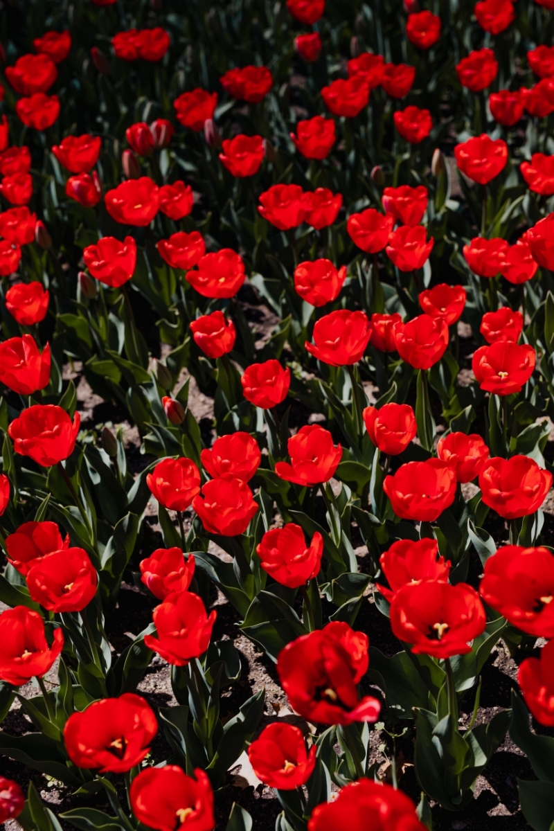 kaboompics_Red tulips flowers-2.jpg 方案配图,色彩意境,红色,