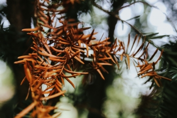 橙色 kaboompics_Close-ups of branch with needle.jpg