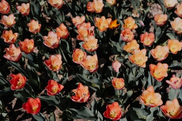 橙色 kaboompics_Orange tulips flowers.jpg