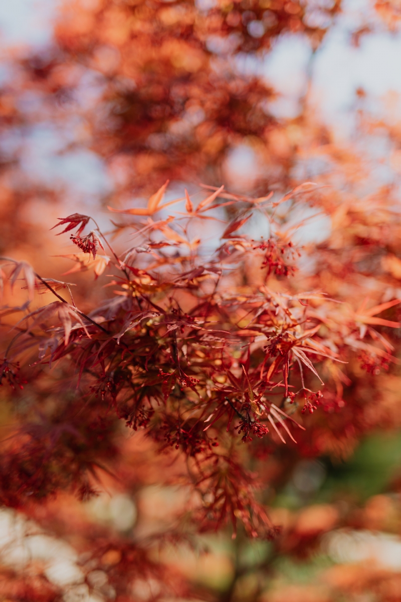 kaboompics_Red leaves on the bush.jpg 方案配图,色彩意境,橙色,