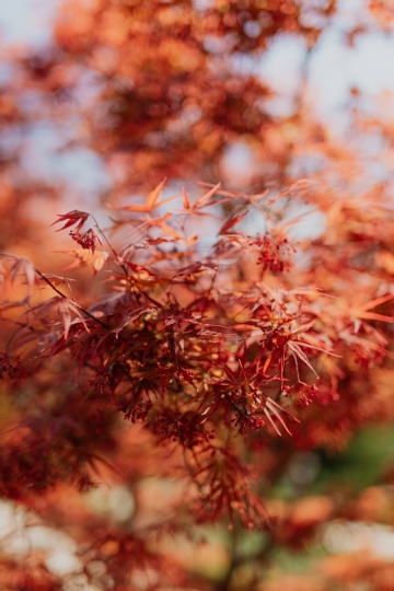 橙色 kaboompics_Red leaves on the bush.jpg