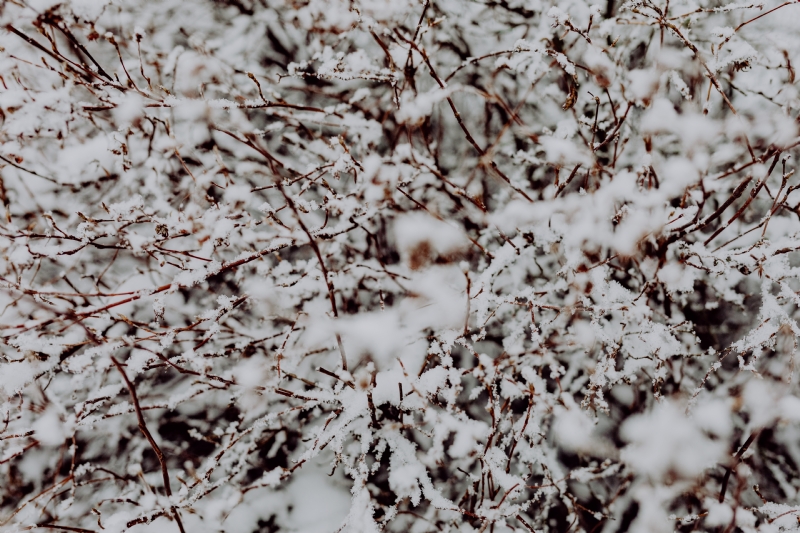 kaboompics_Branches covered with fresh snow.jpg 方案配图,色彩意境,白色,