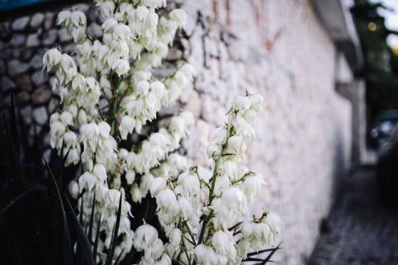 kaboompics_Bushes of the blossoming yucca-2.jpg 方案配图,色彩意境,白色,