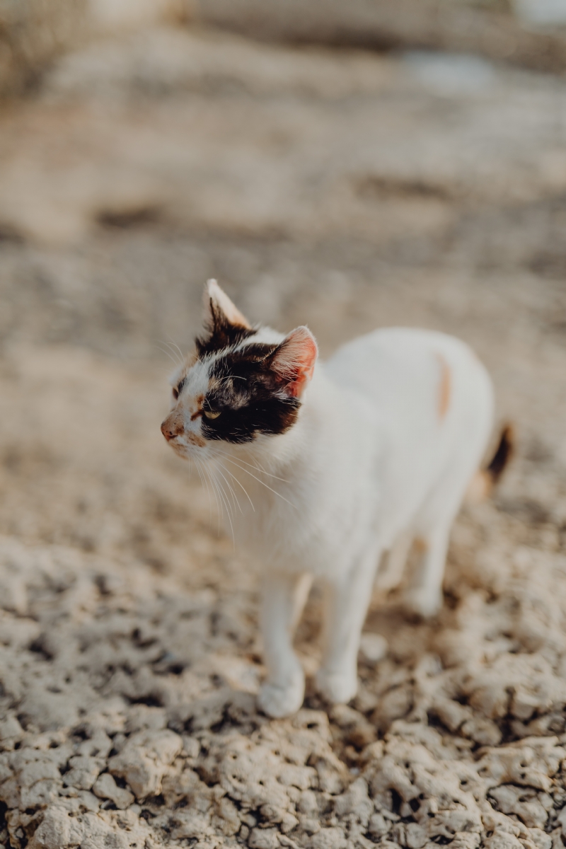 kaboompics_Cats from Sorrento, Italy.jpg 方案配图,色彩意境,白色,