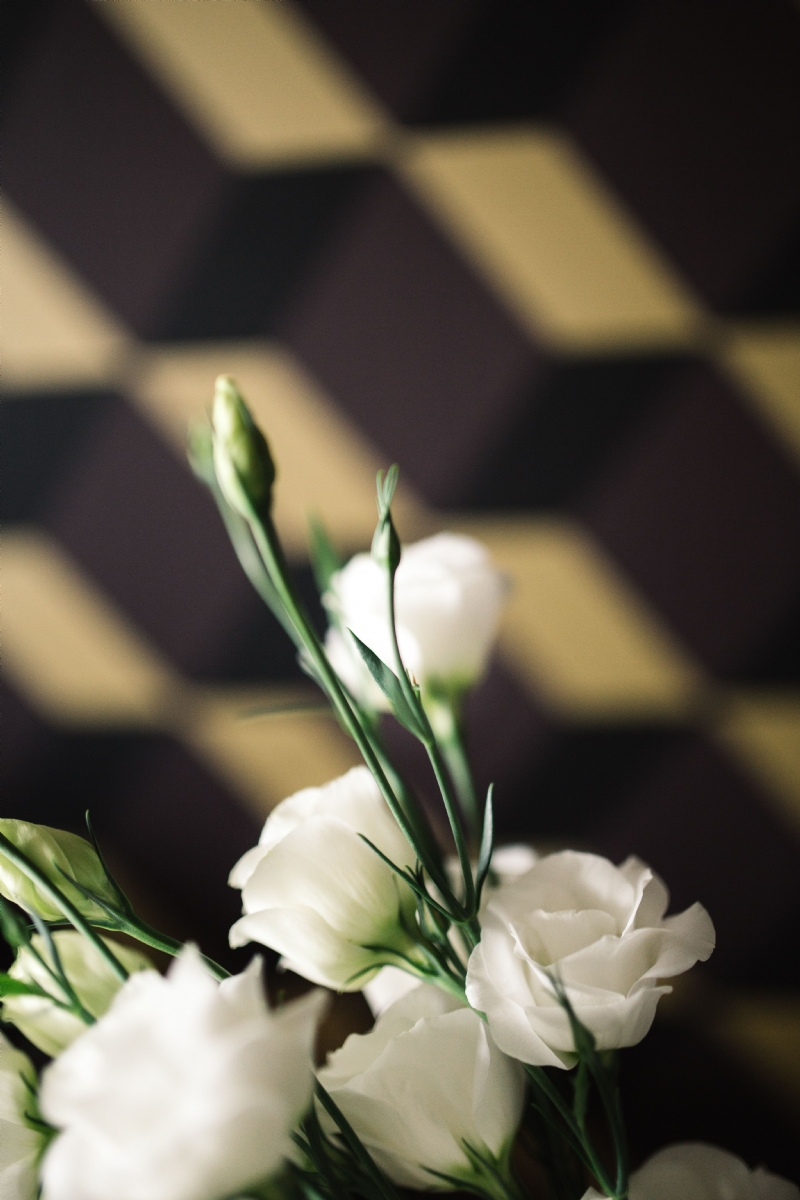 kaboompics_Closeup of white flowers.jpg 方案配图,色彩意境,白色,